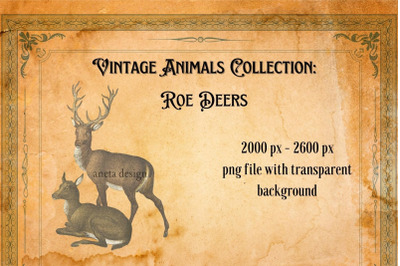 Vintage Roe Deers Illustration