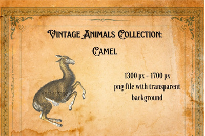 Vintage Funny Camel Illustration