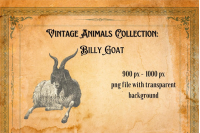 Vintage Billy Goat Illustration