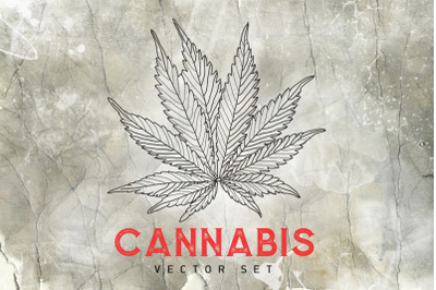 Marijuana, cannabis, hemp. Medicinal herb