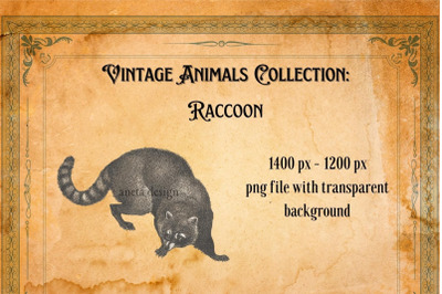 Vintage Raccoon Illustration