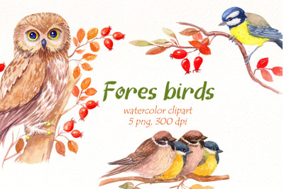 Forest Birds png | Watercolor wild bird clipart.