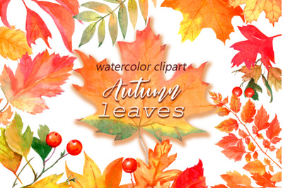 Fall Leaves watercolor clipart Bundle | Autumn leaf png.