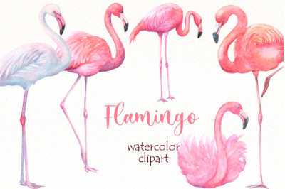 Watercolor Flamingo Png clipart Bundle | Tropical birds png.
