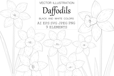 Daffodils coloring. Daffodils graphics SVG. Spring Flowers