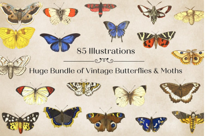 Vintage Butterflies llustrations