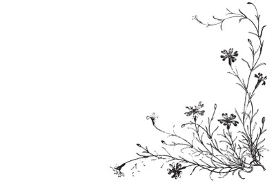 Linear wildflowers and stems, engraving sketch isolated on white backg