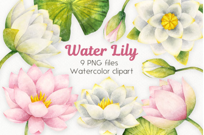 Watercolor water lilies