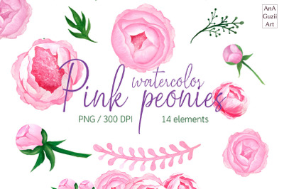 Watercolor Pink Peony clipart