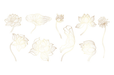 Golden line lotus. Gold sketch bloom flowers, unique flowers design. B