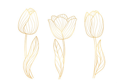 Gold blossom tulips. Bloom golden lines floral elements, elegant sprin