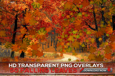 50 TRANSPARENT PNG Maple Falling Leaves Overlays