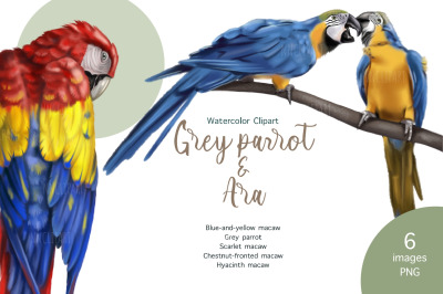 Parrots, Watercolor birds clipart, Ara, Grey parrot, Macaw, nursery