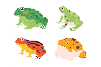 Frog set. Tropical colorful animals. Different fauna characters of wil