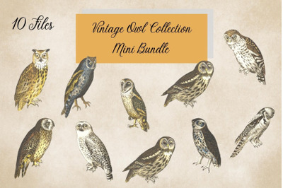 Vintage Owl Illustrations