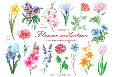 Flowers watercolor clipart. Flower collection. Blooming garden. Flora.