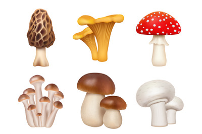 Mushrooms plants. Realistic natural foods for kitchen preparing produc