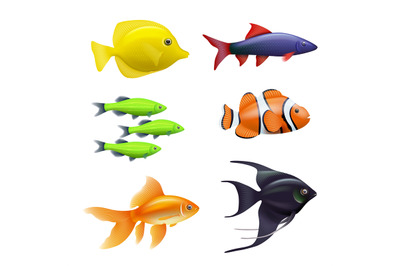 Realistic aquarium fishes. Golden colored swimming fishes exotic aquar