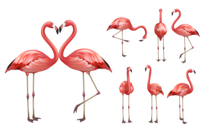 Pink flamingo. Wildlife exotic birds tropical flamingo decent vector r