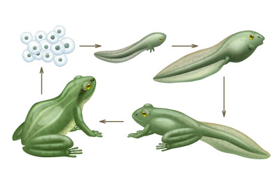 Frog cycle life. Water animals growth evolution of wild amphibians tad