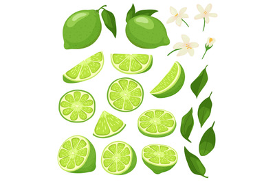 Cartoon lime. Green citrus with blossom, sliced limes and sour summer