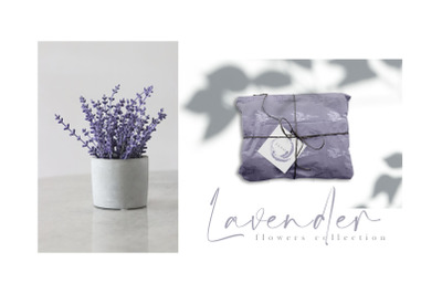 Lavender Flowers Collection