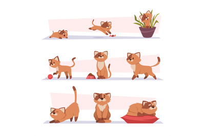 Growth cat. Kitten playing pets stages growing domestic animal exact v