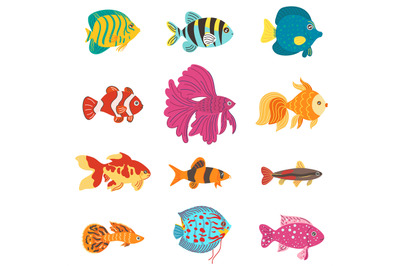 Aquarium fish. Different breeds color decorative fishes, home hobby, w