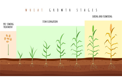 Wheat growth stages. Cereals crop maturation process, spikelet develop