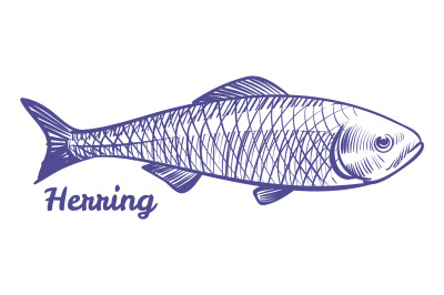 Herring drawing. Silver darling sea fish sketch