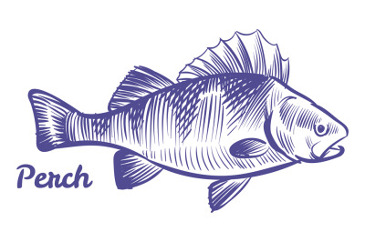 Perch fish in hand drawn style. Underwater animal