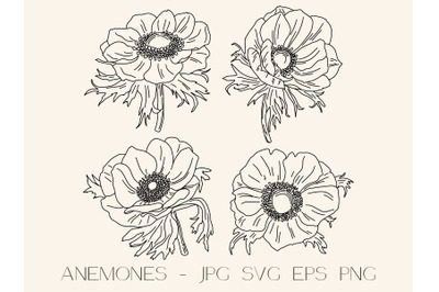Anemones graphic illustration