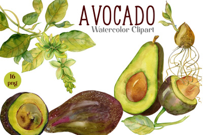 Avocado clipart. Watercolor tropical fruits