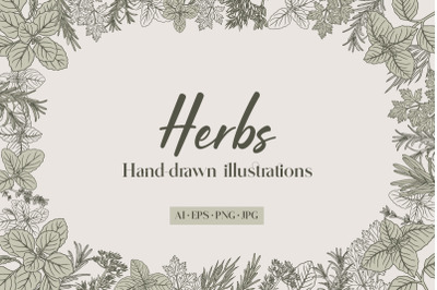 Herbs Hand-drawn Illustrations