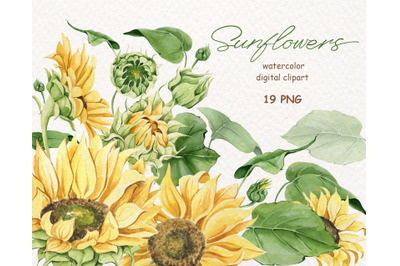 Watercolor Sunflower PNG clipart. Hand Painted Yellow Flowers. Boho