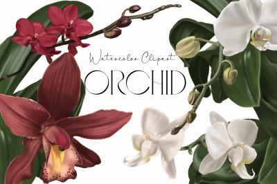 Watercolor orchids clip art. Tropical floral