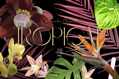 Tropical flowers, Watercolor flower clipart, Digital realistic plants,