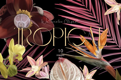 Tropical flowers, Watercolor flower clipart, Digital realistic plants,