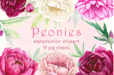 Watercolor Peonies Png Bundle | Pink Floral clipart.