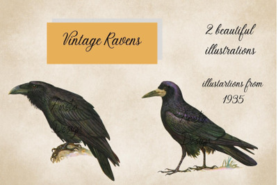 Vintage Ravens Illustrations