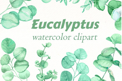 Watercolor Eucalyptus png Bundle | Greenery leaves clipart.