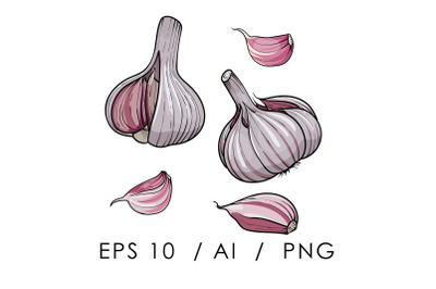 Hand drawn vector illustration garlic