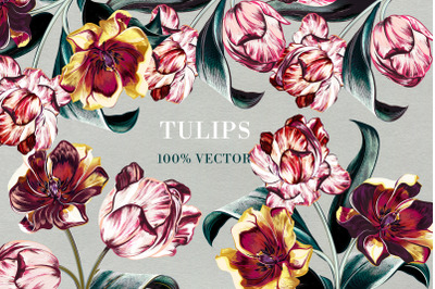 Tulips vector set in vintage classic style