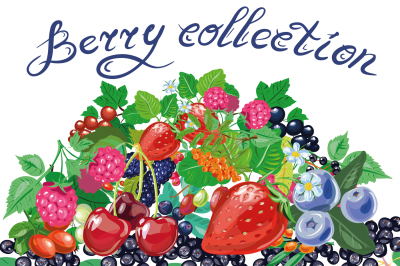Berries collection vector EPS10