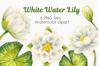 White water lily watercolor clipart