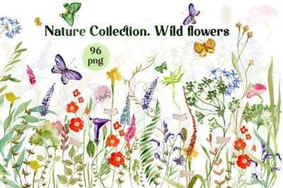 Nature Collection. Watercolour wildflowers