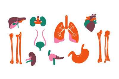 Human organs. Body internal stylized liver kidney bone heart pancreas