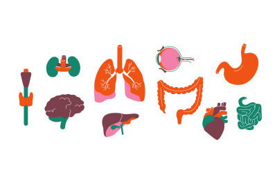 Internal body organs. Human anatomy and organs for transplantation gra