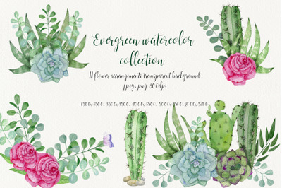Evergreen watercolor collection
