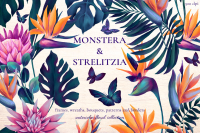 Monstera &amp;amp;amp; Strelitzia watercolor clipart